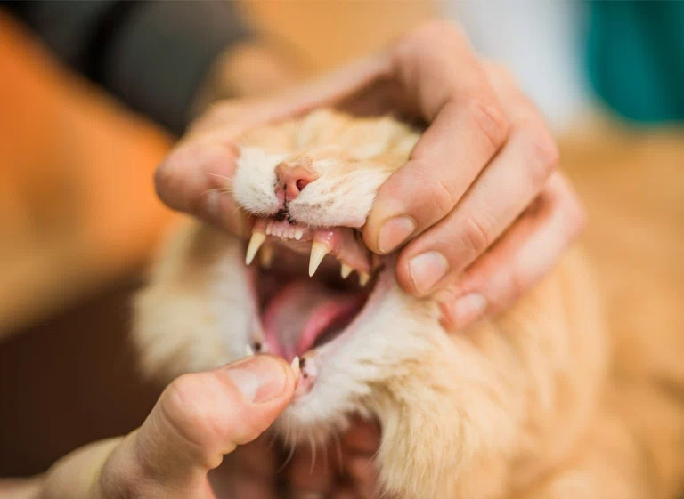 zęby kota